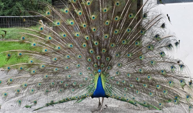 Sananda_peacock_w3.JPG
